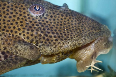 Hypostomus oculeus with interesting barbel