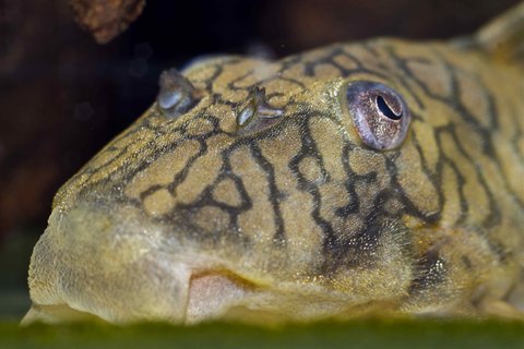 Peckoltia braueri