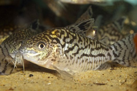 Corydoras sp. 'Retic New'