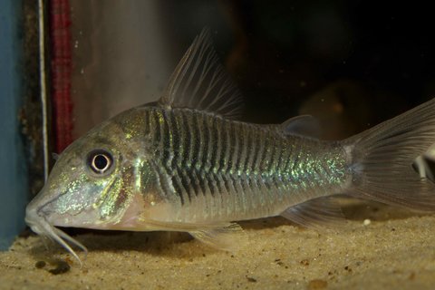 Corydoras sp. 'Esmeralda'