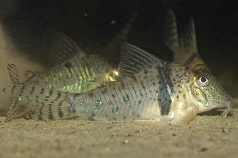 Corydoras sp. 'Bonita'