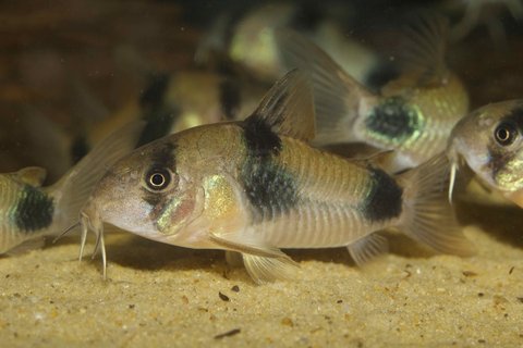 Corydoras weitzmani