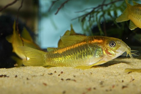 Corydoras sp. 'gold laser'