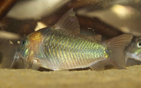 Corydoras eques