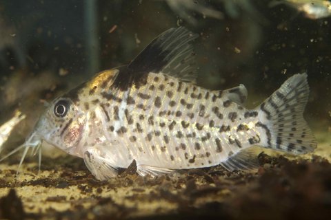 Corydoras sp.?