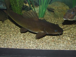 Catfish3.jpg