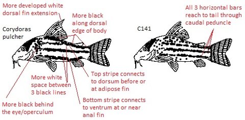 C141_vs_Corydoras_pulcher.jpg