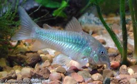 Corydoras_aeneus_3.jpg