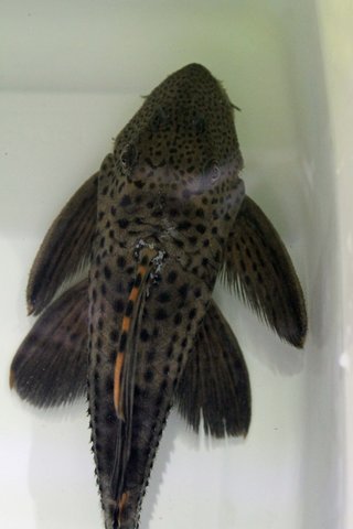 pleco 1 photo 2.jpg