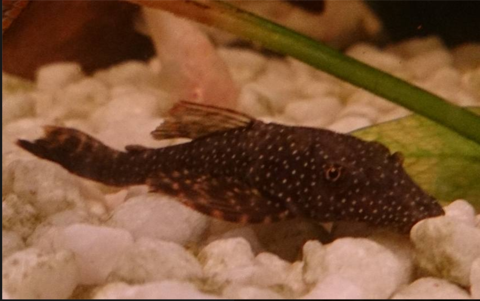 Mystery Plec bought as a Gibbiceps.PNG