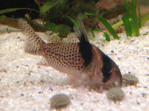 unknown cory 2.jpg