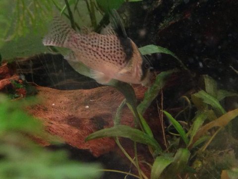 unknown cory 3.jpg