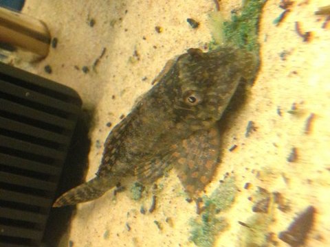 pleco.jpg