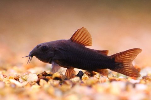 Corydoras-aeneus-black-RK.jpg