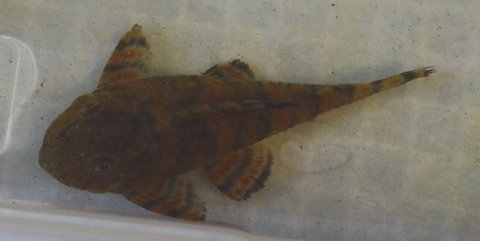 Adult L397, dorsal view, fish 2