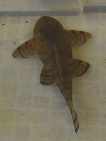 L397, dorsal view, Fish 4