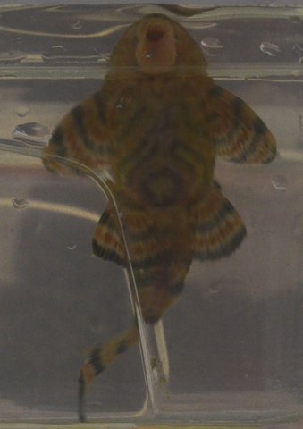 L397, ventral view, Fish 4