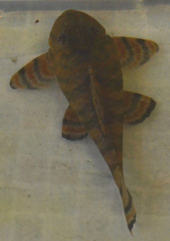 L397, dorsal view, Fish 4