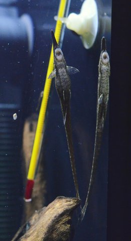 Juvenile Farlowella vittata preparing to spawn for the second time