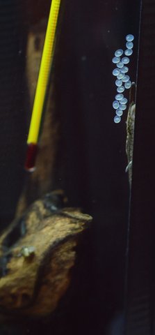 Juvenile Farlowella vittata with new clutch of eggs