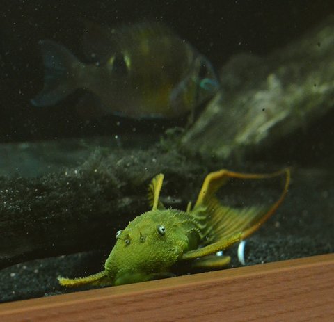 L024 front view with Biotodoma cupido in the background