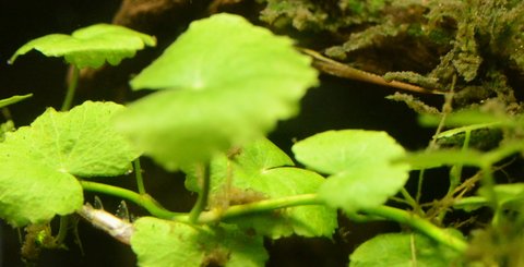 Farlowella vittata, 2 from second spawn