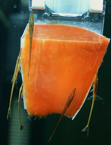 Farlowella vittata fry from 3 consecutive spawns, eating red bell pepper.