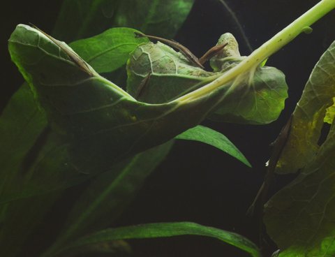 Six Farlowella vittata fry eating their greens