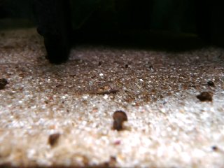 And one goby baby. I always go happy when I look into this small green eyes.