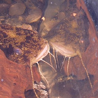 Chrysichthys ornatus feeding