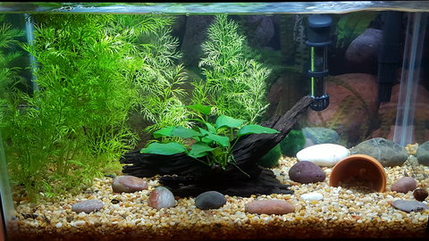 This is what the tank looks like