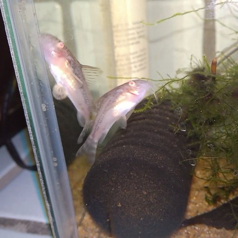 Mom with eggs between pelvic fins, and more on glass