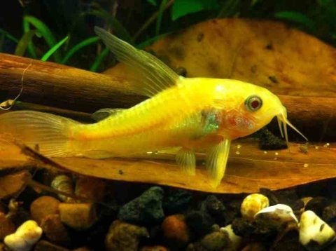 Corydoras paleatus, C Aad Mechielsen