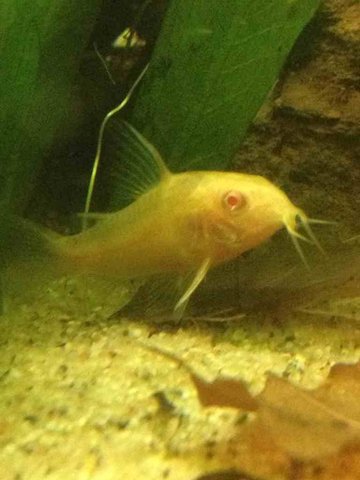 Corydoras paleatus, C Aad Mechielsen