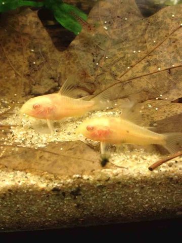 Corydoras paleatus, C Aad Mechielsen