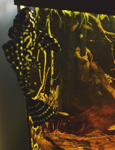 3_yellow_plecos.jpg