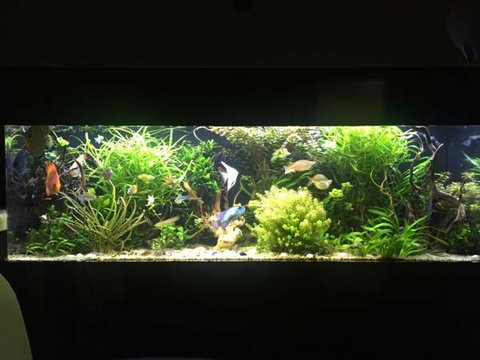 Tropical Tank