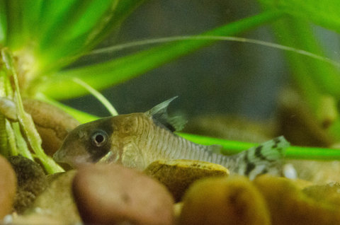 Cory oiapoquensis with fin rot (note, this fish has been missing its barbels for a long time; the other fish all have fine barbels)