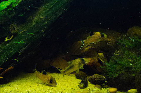 Corydoras condiscipulus and amapaensis playing together