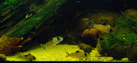 Corydoras oiapoquensis, condiscipulus and amapaensis