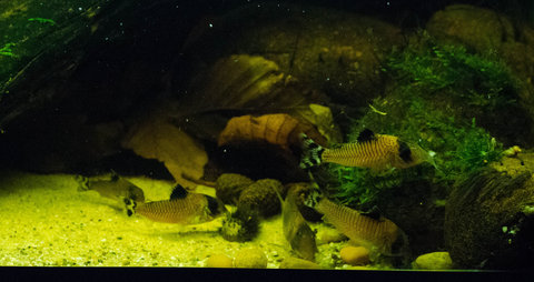 Corydoras oiapoquensis, condiscipulus and amapaensis