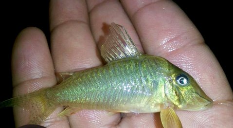 Tapajos river - yellow longnose was what I was sold