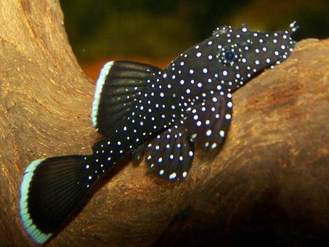 Pleco L183.jpg