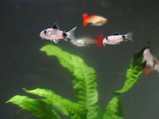 Panda Corys +JBF 050.JPG