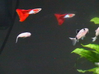 Panda Corys +JBF 043.JPG