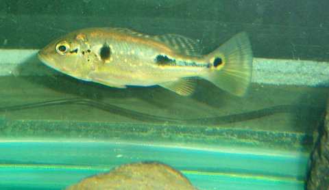 Pbass orino 5 spot 2.JPG