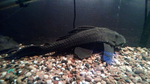 Common pleco