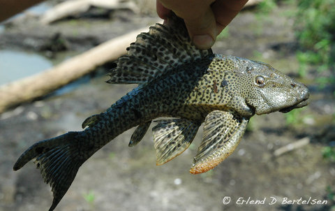 Hypostomus-sp.-SanMartin_2.jpg