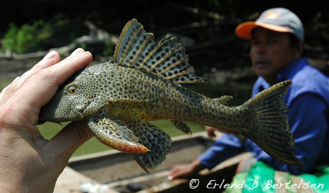 Hypostomus-sp.-SanMartin_4.jpg