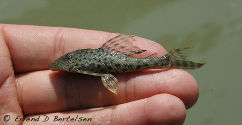 Hypostomus-sp.-SanMartin_5.jpg